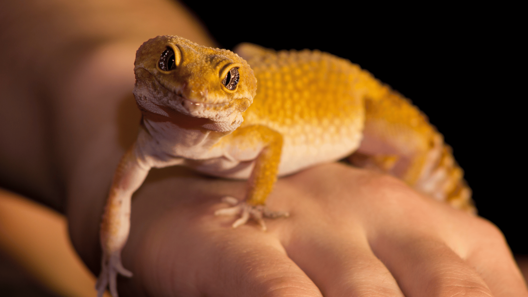 Gecko als Haustier: Alles was du wissen musst